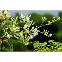 Moringa Oil