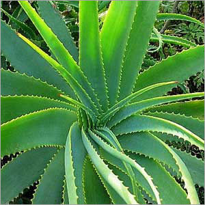 Aloe Vera