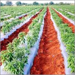 Mulching Film Greenhouse Size: Large