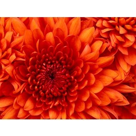 Digital Wall Tile Chrysanthemum