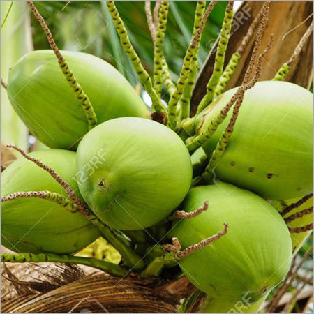 Desiccated Coconut