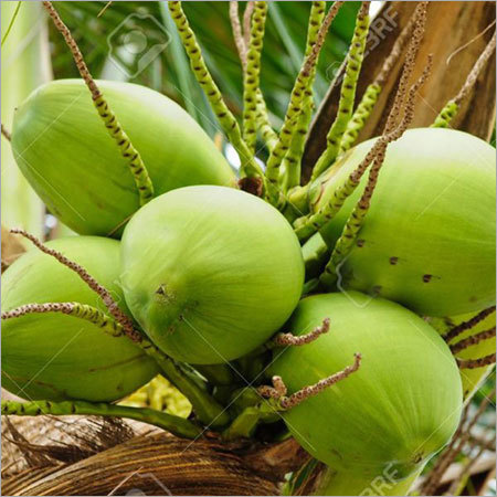 Fresh Coconut