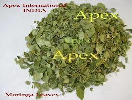 Moringa Oleifera Leaves (Moringa Oleifera)