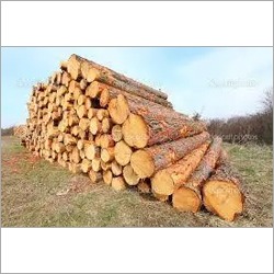 Strong Southern Pine Logs