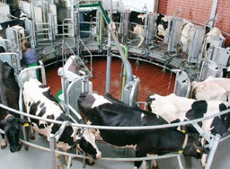 ETP Plant for Dairy Industries
