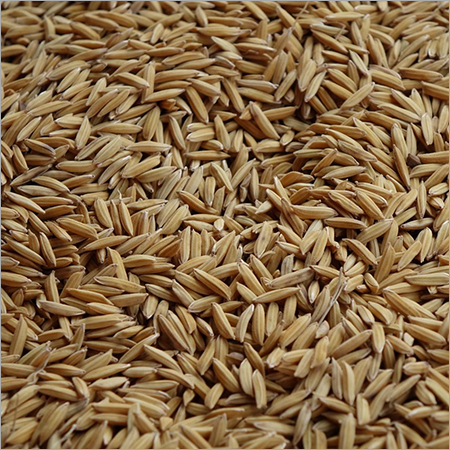 Paddy Seeds