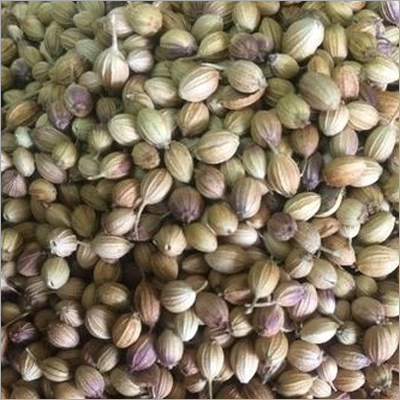 Fresh Export Quality Coriander Seeds