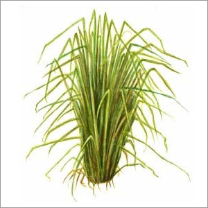 Vetiver Grass