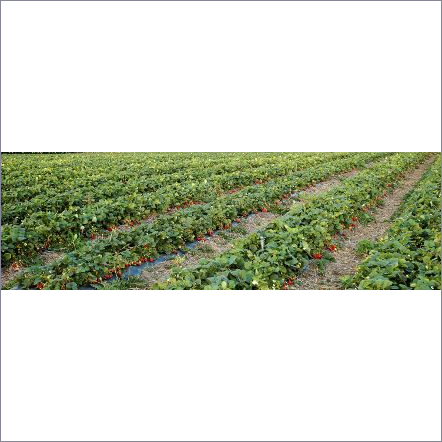 INDIAN STRAWBERRY FARMING