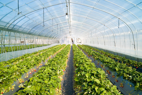 Agri Net