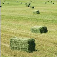 Premium Alfalfa Hay Bales Manufacturer Premium Alfalfa Hay Bales Supplier Exporter