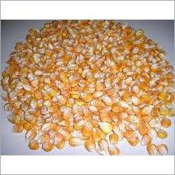 White and Yellow Corn Maize White and Yellow Corn Maize