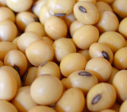 Soybean Seeds By S. S. AGRI IMPEX