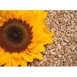 SunFlower Seed