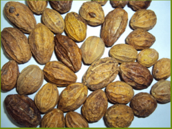 Yellow Chebulla