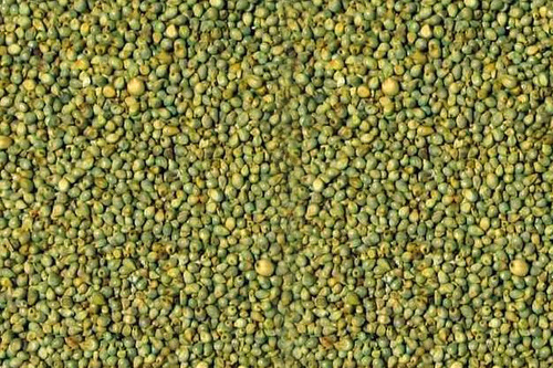 Green Millet By S. S. AGRI IMPEX