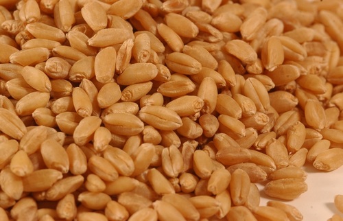 Whole Wheat
