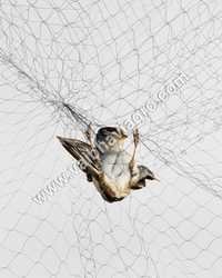 Bird Net
