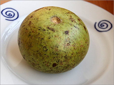 Bael Fruit