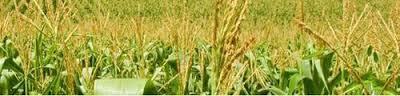 Maize Germ