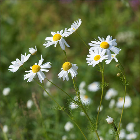 Dried Herbs Chamomile Flower & Oil