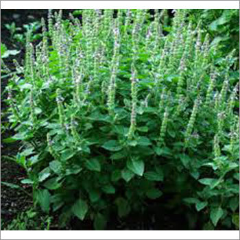 Lemon Basil (Ocimum tenuiflorum)