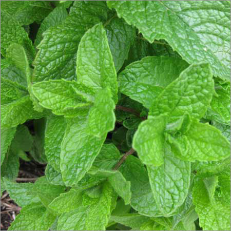 Dried Herbs Mint Leaves
