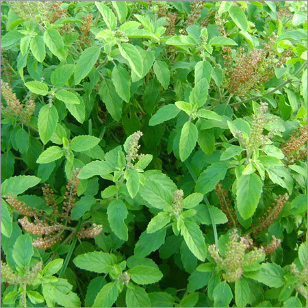 Rama Tulsi - Dried Herbs | High Medical Value, Long Shelf Life, No Adulteration