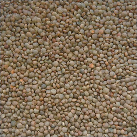 Red Lentil