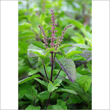 Dried Herbs Shyama Tulsi (Ocimum Sanctum)