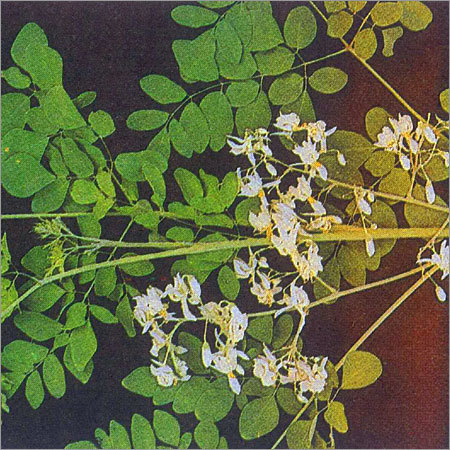 Moringa Oleifera Leaves