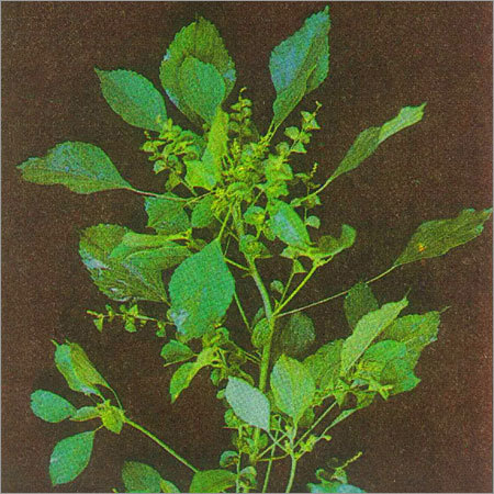Acalypha Indica