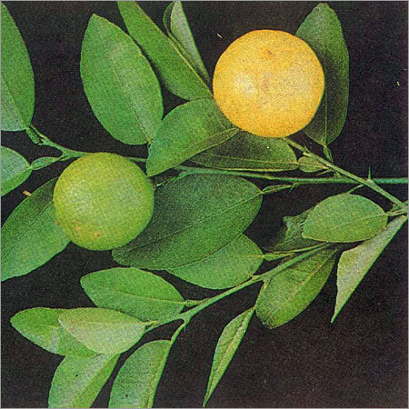 Citrus Medica