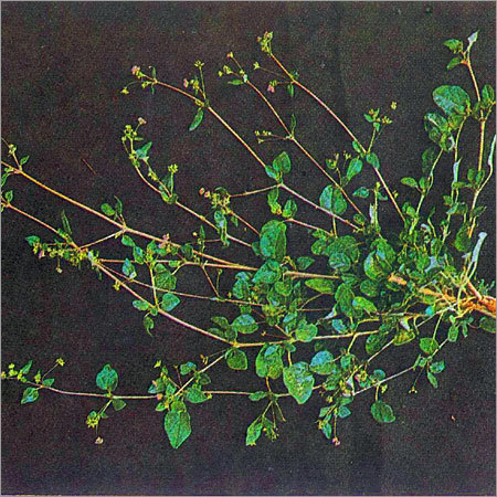 Boerhavia Diffusa