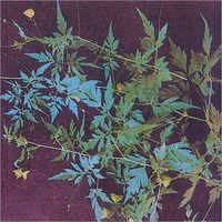 Cardiospermum Halicacabum