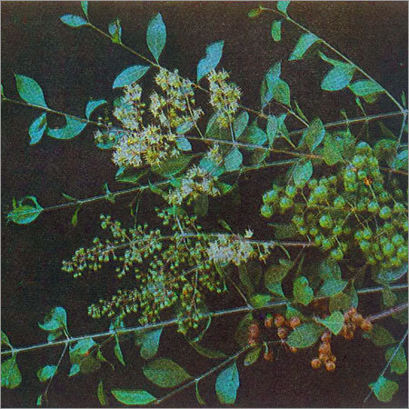 Lawsonia Inermis