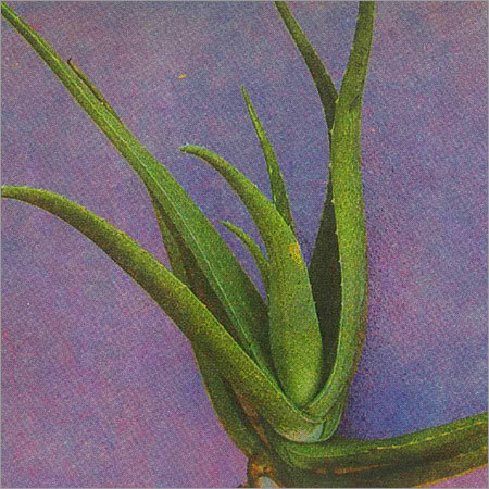 Aloe Vera