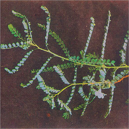 Phyllanthus Amarus Schum