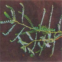 Phyllanthus Amarus Schum