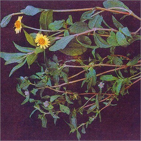 Eclipta Prostrata