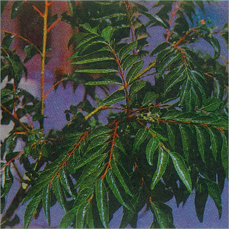 Murraya Koenigii