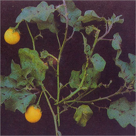 Solanum Melongena
