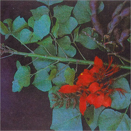 Erythrina Suberosa Roxb