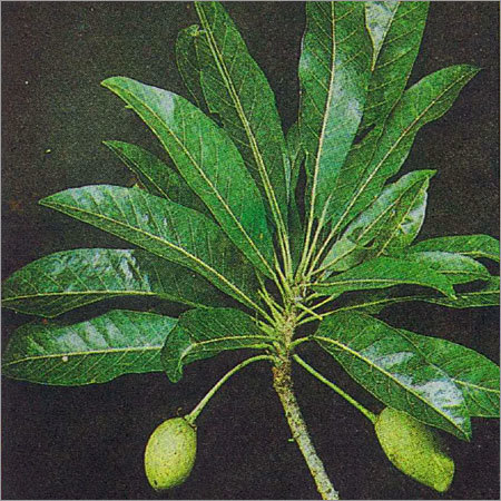 Madhuca Longifolia