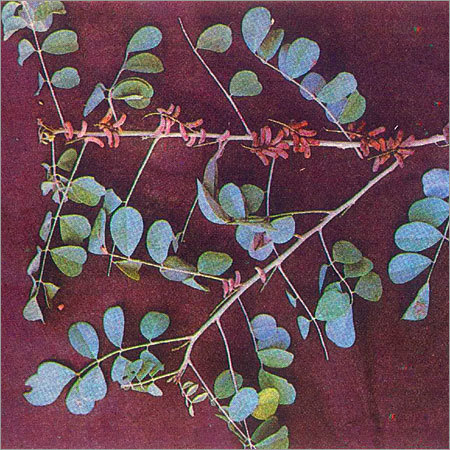 Indigofera Tinctoria