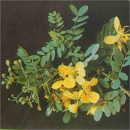 Cassia Auriculata
