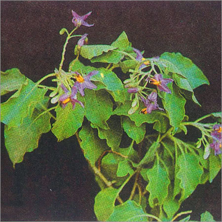 Withania Somnifera
