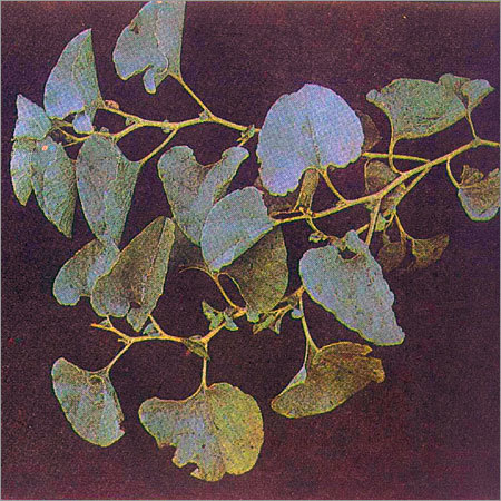 Aristolochia Bracteolata