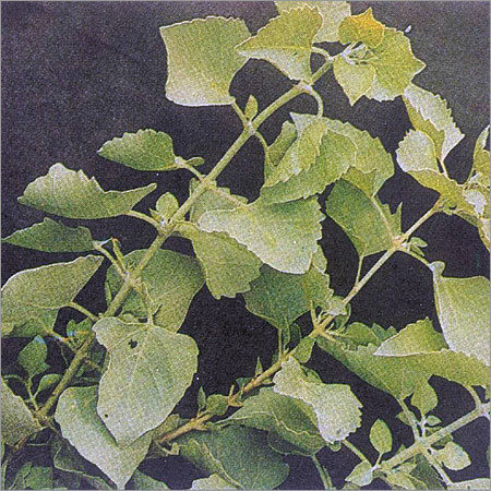 Clerodendrum Phlomidis