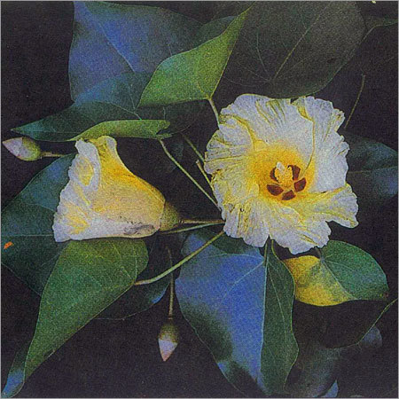 Thespesia Populnea